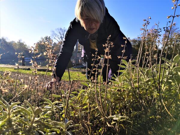 Bild vergr&ouml;&szlig;ern: Das ist ein Foto auf dem Ulrike St&uuml;ber vom Fachdienst Umwelt die Vielfalt im Garten anhand eines Beispielbeetes am Geesthachter Hafen als Teil des Projektes "Geesthacht summmt" am Wildbienenpfad zeigt.
