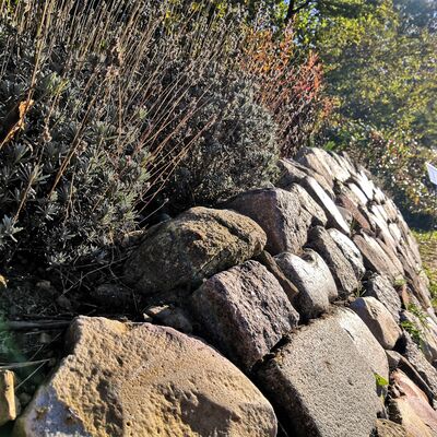 Bild vergr&ouml;&szlig;ern: Das ist ein Foto einer Trockenmauer mit Kr&auml;utern, die am Geesthachter Hafen ein Teil des Projektes "Geesthacht summmt" am Wildbienenpfad ist.